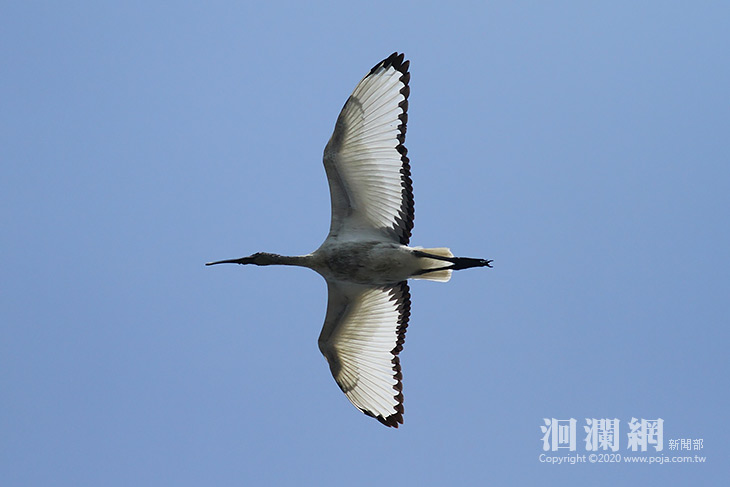 花蓮疑埃及聖䴉現蹤，林管處呼籲全民共同追蹤-洄