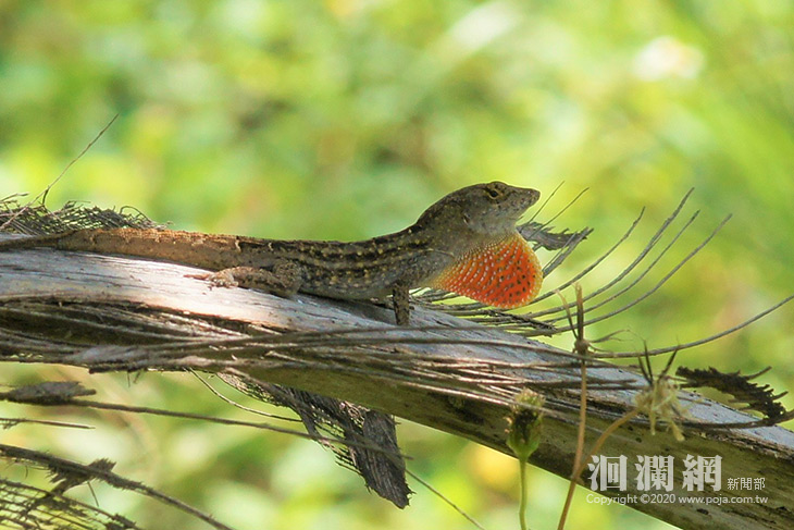 氏變色蜥入侵，林管處開課教除蜥-洄瀾網新聞