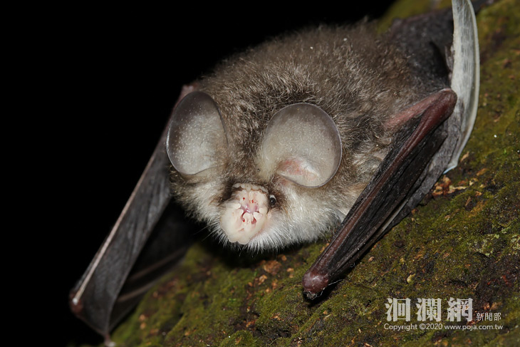 保育類無尾葉鼻蝠現身太魯閣-洄瀾網新聞