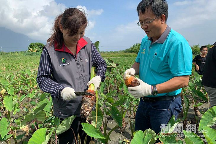 秋收吉安芋，鮮享正當時-洄瀾網新聞
