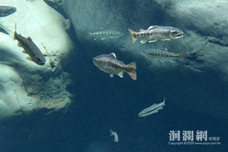 守護合歡溪櫻花鉤吻鮭復育地，太管處等機關將加強