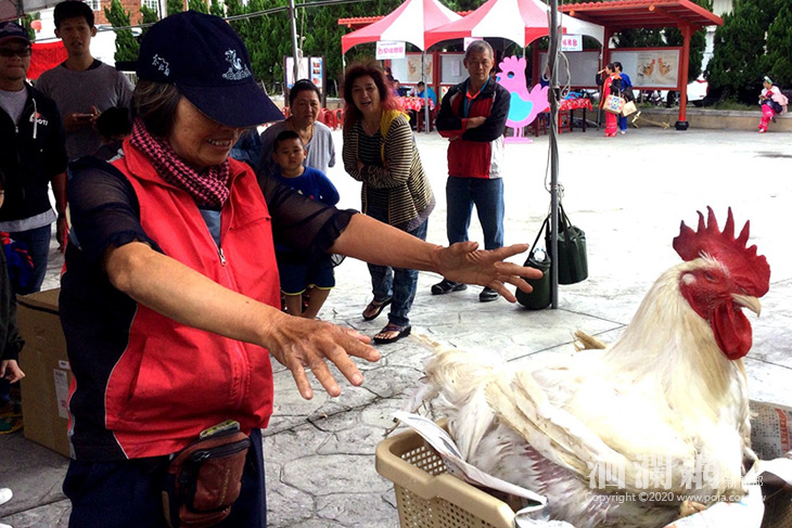 吉安客庒下元節謝平安，閹雞比賽詹堮奎16斤奪冠