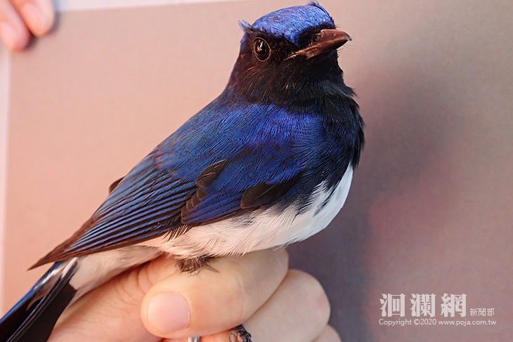 太魯閣國家公園發現罕見的稀有鳥類