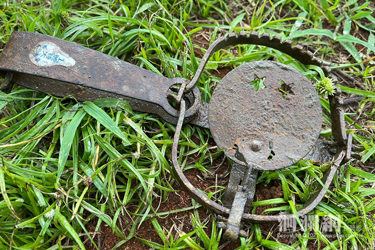 禁用捕獸夾及山豬吊，花縣府呼籲共同保護動物