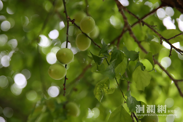 梅子-05.jpg