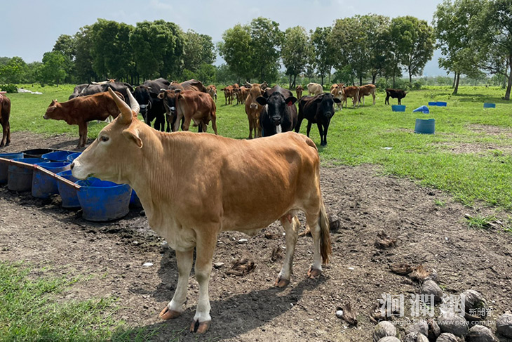 花縣府召開跨單位防疫會議 四千餘頭牛隻未發現