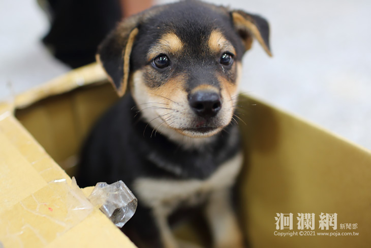 狂犬病疫苗巡迴施打今日開跑，魏嘉賢呼籲鄉親多加