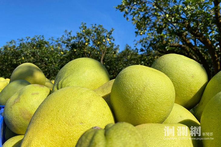 文旦-02.jpg
