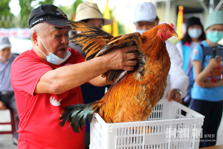 下元節「天神良福祭」 吉安廣邀大閹雞、踢毽高