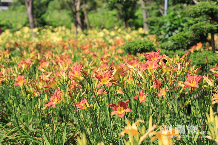 一期一會~吉安鄉嘉德花田百花盛開!!
