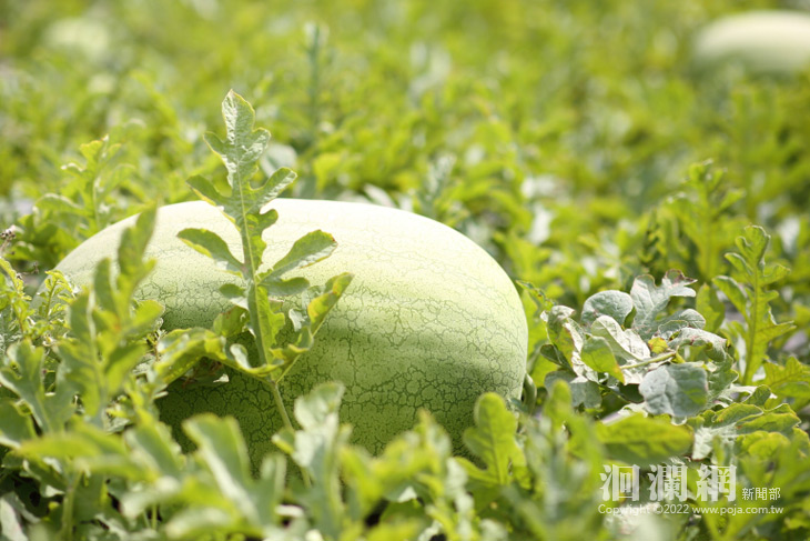 西瓜-06.jpg