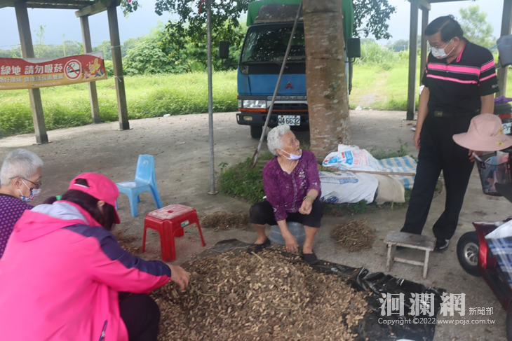 花生採收季，新城鄕公所提供曬花生場地