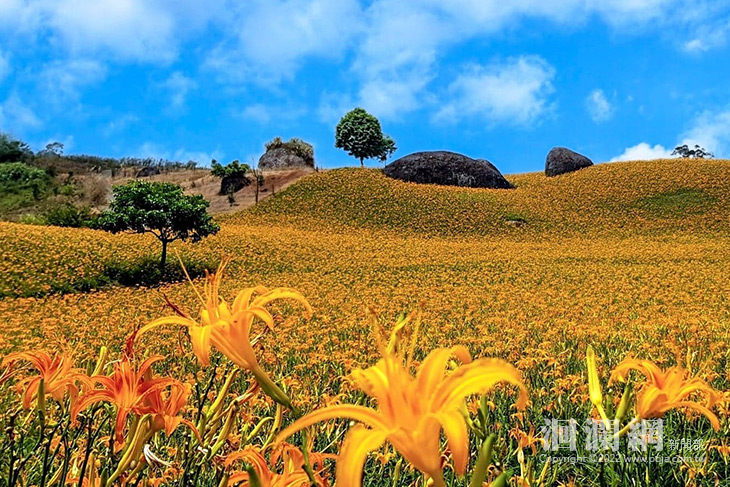 「東部嚴選好物專櫃」金針好食節，金針排骨湯料理