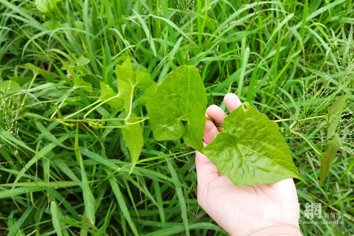 花蓮縣政府委託七鄉鎮公所辦理收購小花蔓澤蘭 9