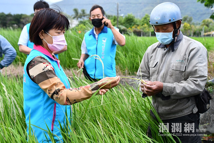 吉安稻米因異常天候形成罕見白穗現象， 游淑貞勘