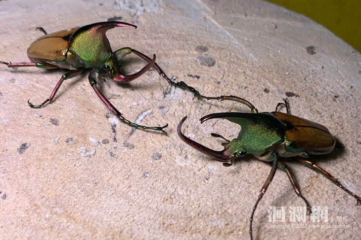 吉安鄉親子生態探索營將熱烈登場，歡迎借閱書籍帶