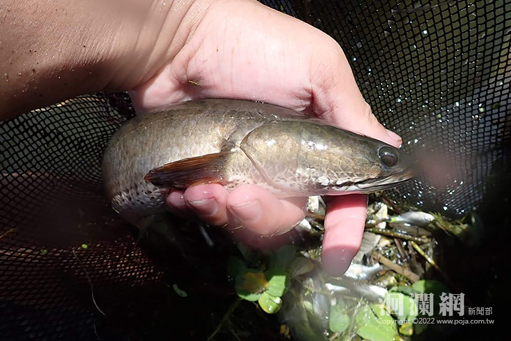 守護水域生態 花蓮縣政府呼籲勿棄養水族寵物