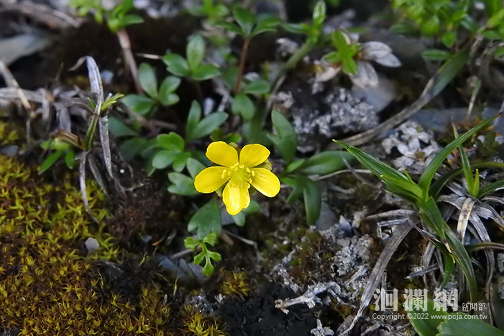 太管處新書《山 海 風 雲-太魯閣植物生態》出版