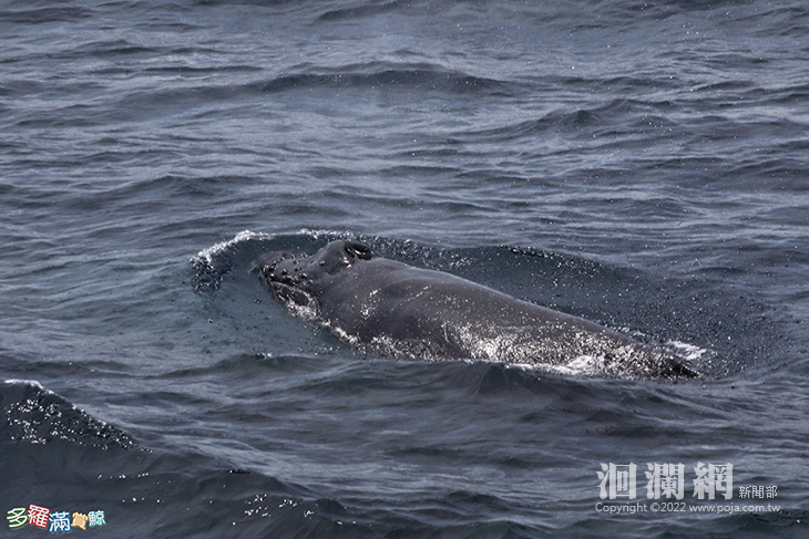 大翅鯨母子對花蓮近海現蹤