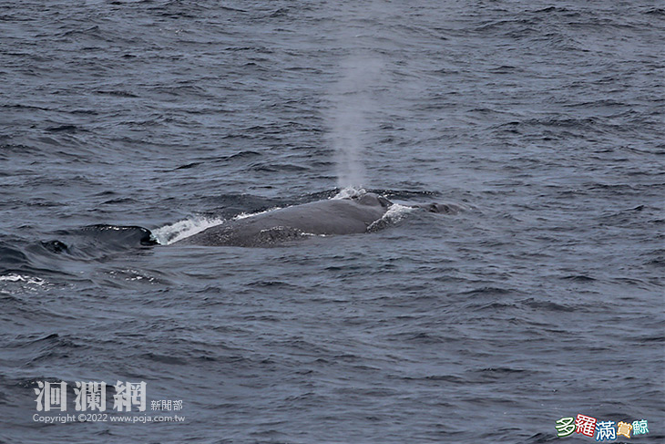 大翅鯨-04.jpg