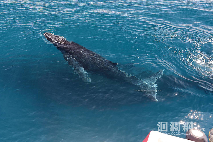 大翅鯨-05.jpg