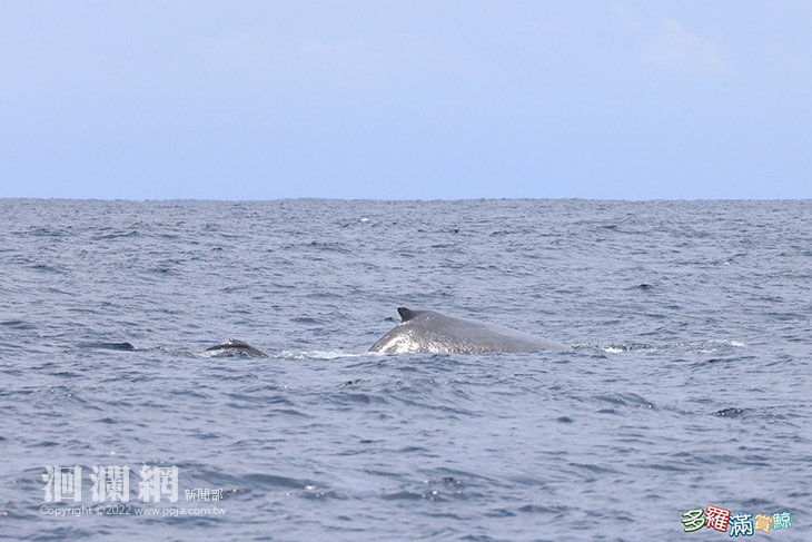 大翅鯨-01.jpg