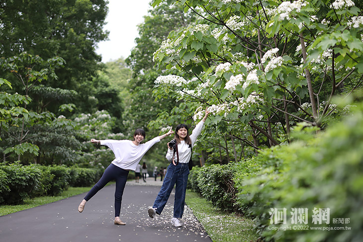  “桐”遊南華林業園區賞花 體驗國產材木工DIY