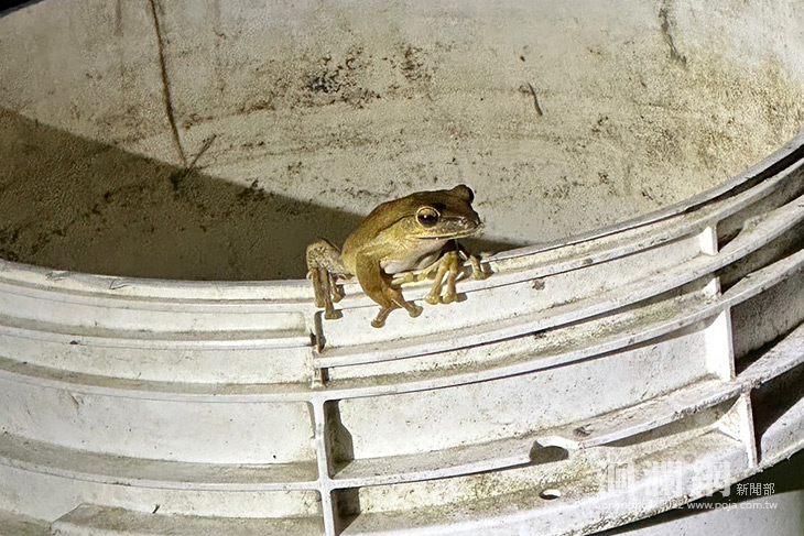 外來種斑腿樹蛙現蹤吉安 花蓮縣政府呼籲民眾共