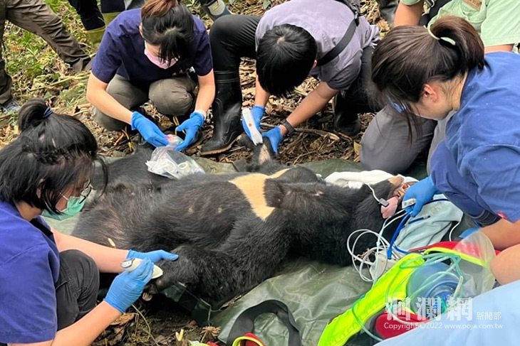 部落居民主動通報 花蓮卓溪受困黑熊獲救