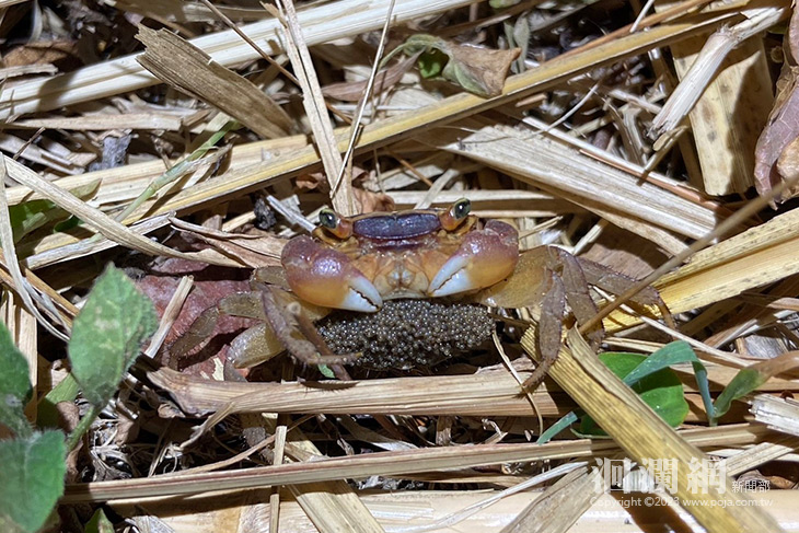 東管處陸蟹山海廊道試驗，助力綠島生態旅遊永續