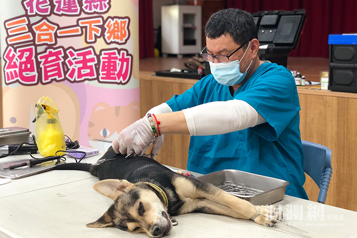 絕育護家犬 植入晶片少棄犬 花蓮縣政府辦理犬貓