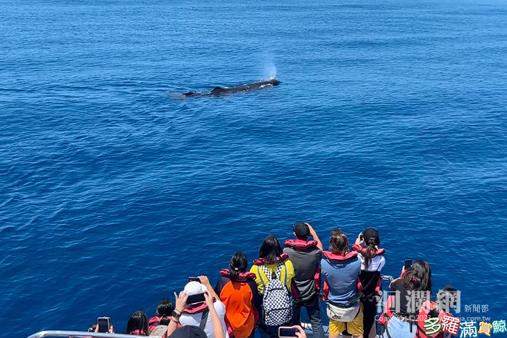 鯨喜再現！花蓮外海遇見今年最大群，超過20隻的抹香