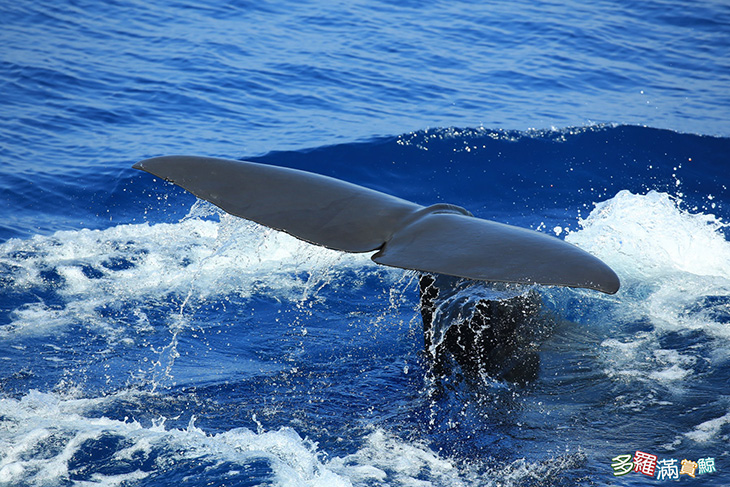 抹香鯨-02.jpg
