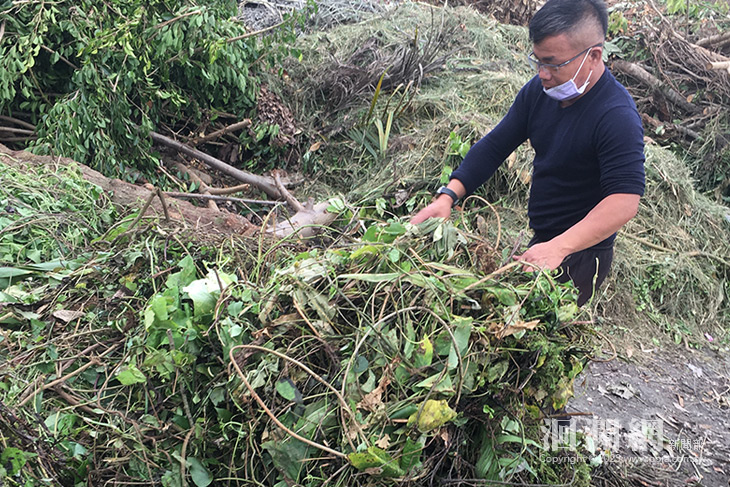 吉安鄉每週三收購小花蔓澤蘭 獎勵連根拔除攜手