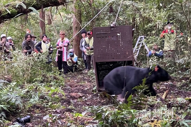 卓溪黑熊 Da qu-ali傷癒 重返山林族人祈福送行