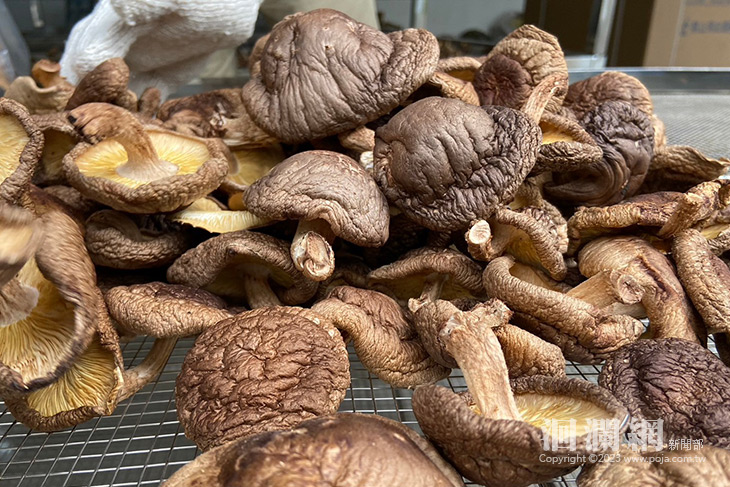 植菌採收到烘乾 段木香菇課程全程免費免報名