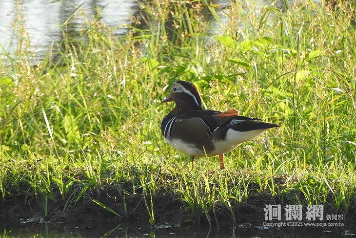 務農和保育相輔相成 靜浦生態友善示範田區推動