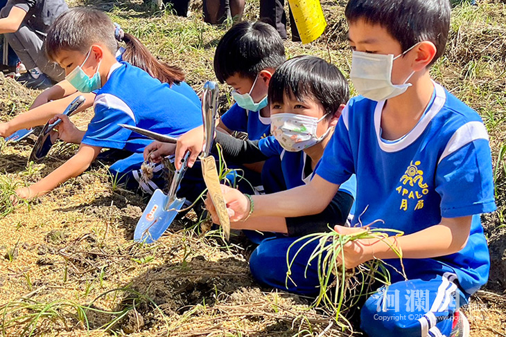 眾人守護的月眉部落火蔥採收了!