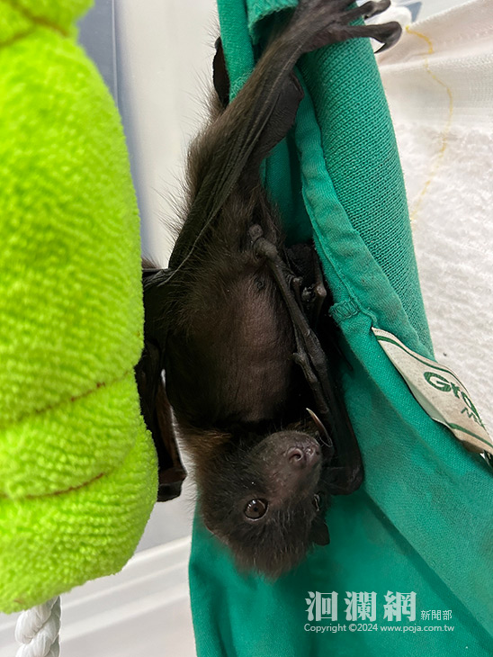 首例救援臺灣小狐蝠 通報照養再創保育新篇章