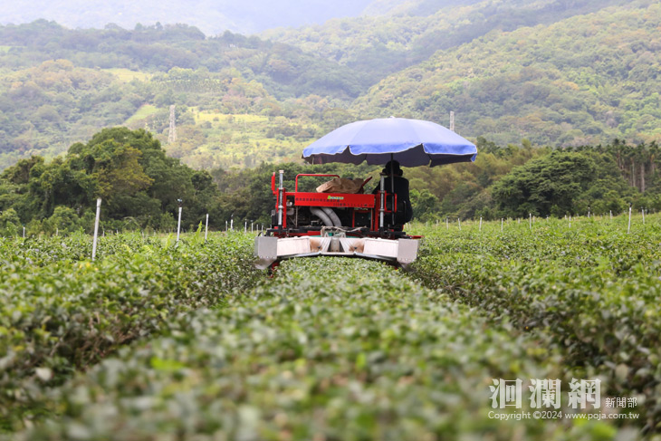 推動東部茶園省工機械化，優質好茶新視界
