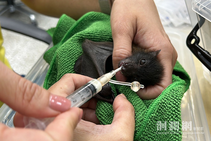 花蓮第二起通報幼蝠救援 林業保育署籲一起來保