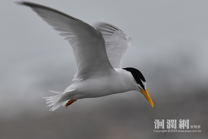 迎保育類小燕鷗繁殖季 立霧溪河口沙洲請勿進入