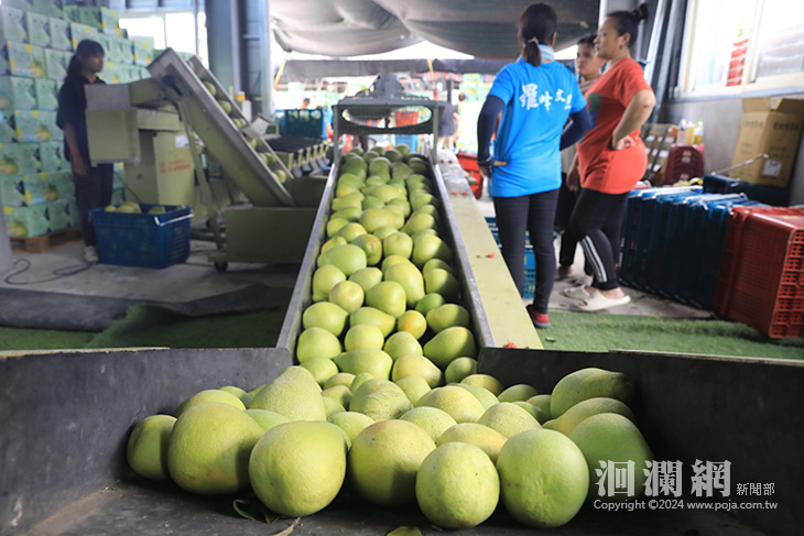 「柚見早收百分百　好鮮原味作伙來」文旦早收技