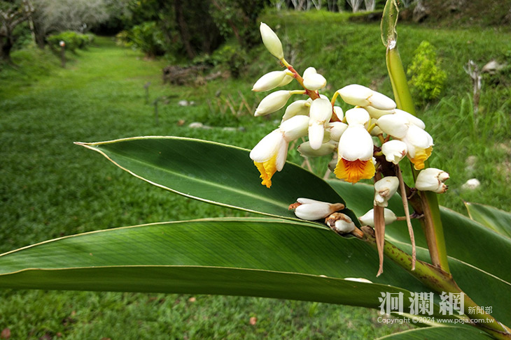 大師說月桃 生態民俗講透透  9/25開放報名