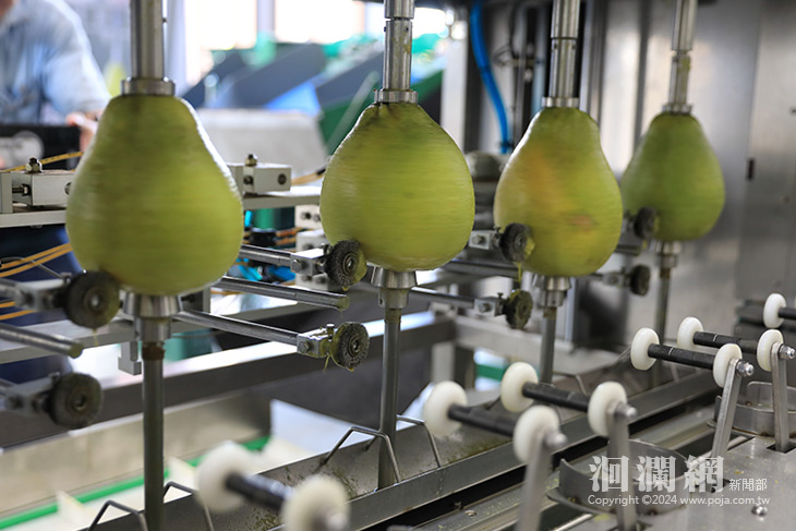 文旦加工 全果皆可應用 節省時間增加收益