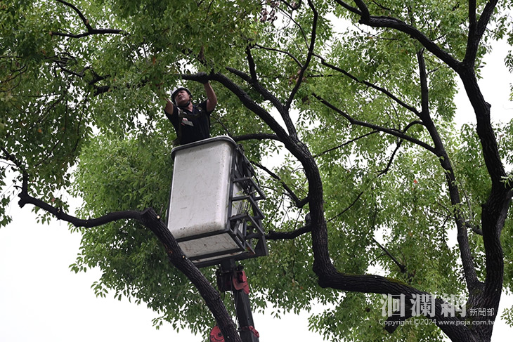 山陀兒颱風來勢洶洶 市公所修樹整備減少災害發