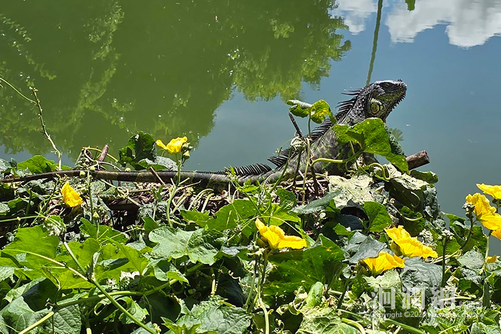 嚇!!綠鬣蜥入侵玉里 已捕獲如再發現請通報處理
