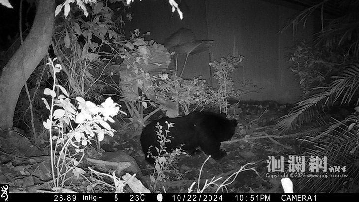 黑熊入侵卓溪石平雞舍 400隻雞受害
