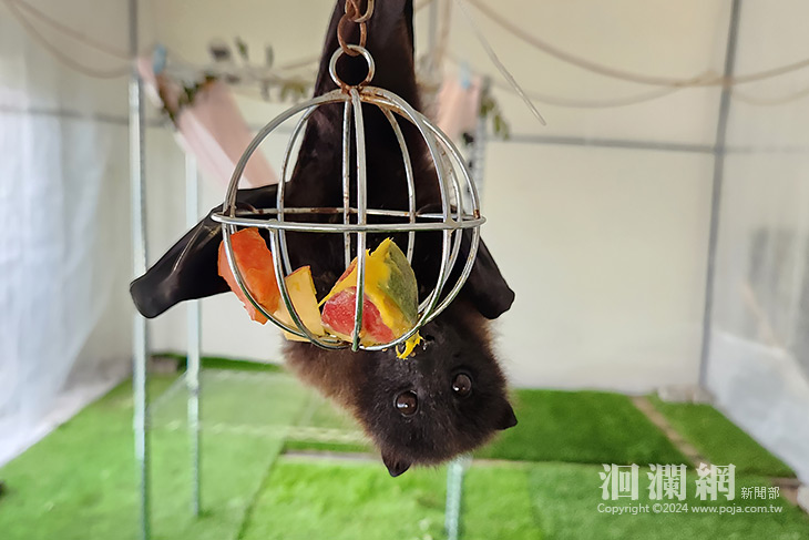 「蝠寶」展翼重返星空：花蓮首例助瀕危狐蝠重返自