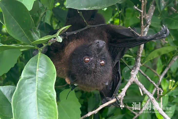 「蝠寶」的生命旅程落幕 野放經驗成狐蝠保育重